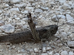 Anacridium aegyptium