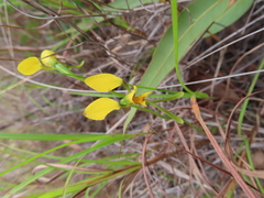 Diuris luteola