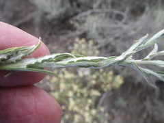 Pseudognaphalium undulatum