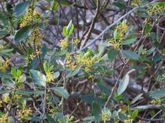 Alyxia spicata