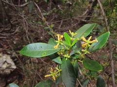 Alyxia spicata