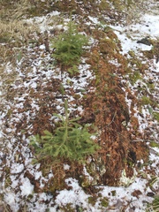 Picea glauca × engelmannii