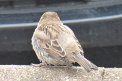 Passer domesticus