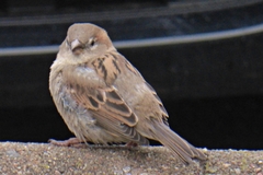Passer domesticus