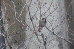 Passer domesticus