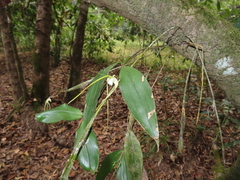 Dendrobium tetragonum cacatua