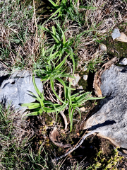 Hypoxis villosa