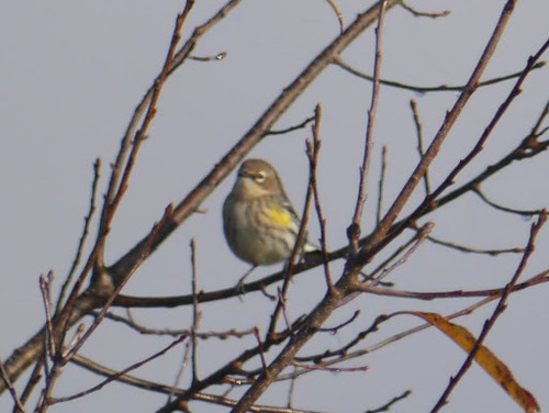 Yellow-rumped Warbler photographed in West Virginia