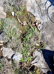 Hypoxis villosa