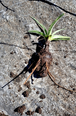 Hypoxis villosa