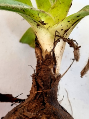 Hypoxis villosa