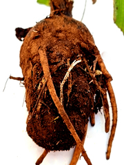 Hypoxis villosa