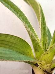 Hypoxis villosa