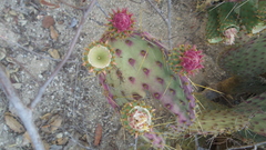 Opuntia bravoana