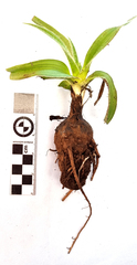 Hypoxis villosa