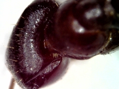 Lasius