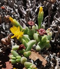 Rhinephyllum