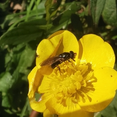 Syrphidae