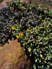 Rhinephyllum