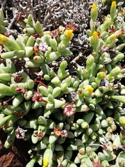 Rhinephyllum