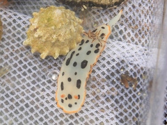 Chromodoris orientalis