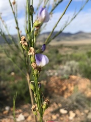 Psoralea sordida