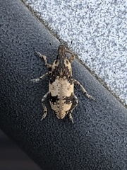 Bothynoderes affinis