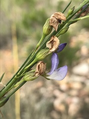 Psoralea sordida