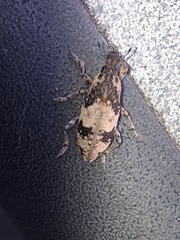 Bothynoderes affinis