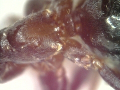 Lasius