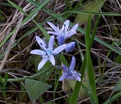 Scilla verna