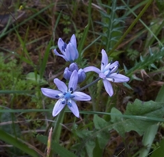 Scilla verna
