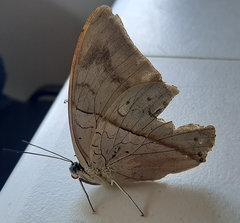 Archaeoprepona amphimachus