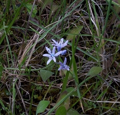 Scilla verna