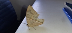 Archaeoprepona amphimachus
