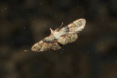 Gymnoscelis derogata