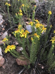 Senecio pinifolius