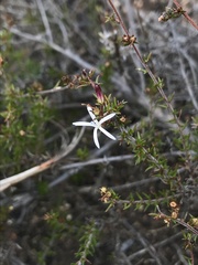 Wahlenbergia rubens