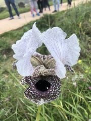 Iris bismarckiana