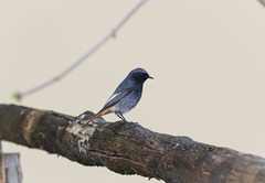 Phoenicurus ochruros