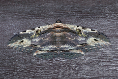 Anisoneura