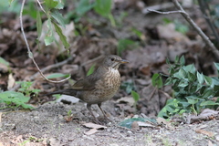 Turdus merula