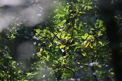 Phylloscopus trochilus