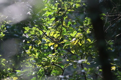 Phylloscopus trochilus