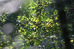 Phylloscopus trochilus