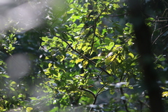 Phylloscopus trochilus