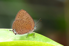 Arhopala pseudomuta