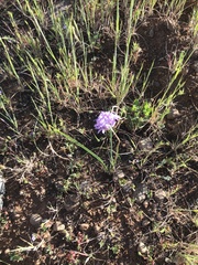 Dichelostemma multiflorum