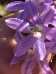 Dichelostemma multiflorum