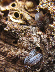 Stomaphis quercus
